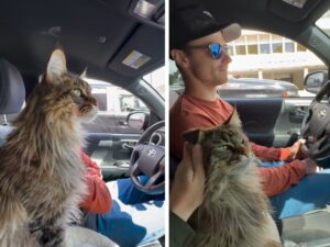 Questi Maine Coon dimostrano di amare i viaggi in macchina molto più di quanto li amino alcuni cani