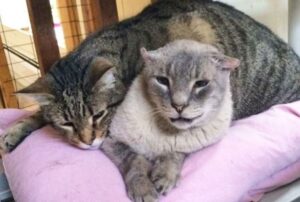 Dopo tredici anni trascorsi ad aiutare altri gatti, questo gatto del rifugio trova finalmente una casa tutta sua