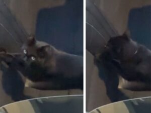 Chi ha fatto il video non poteva credere ai suoi occhi: il gatto stava davvero facendo questo all’auto costosissima