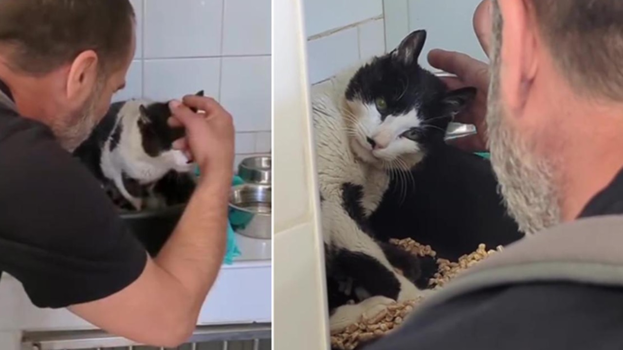 Gatto bianco e nero dal veterinario