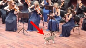 Gatto sul palco durante la Pastorale di Beethoven a Istanbul ruba l’attenzione di tutti