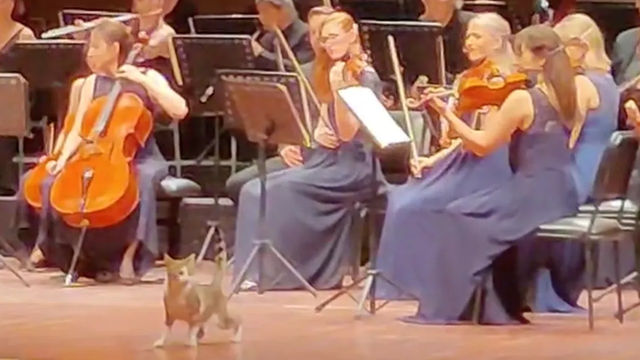 Gatto sul palco durante la Pastorale di Beethoven a Istanbul