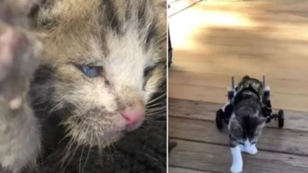 un gattino sulla sedia a rotelle