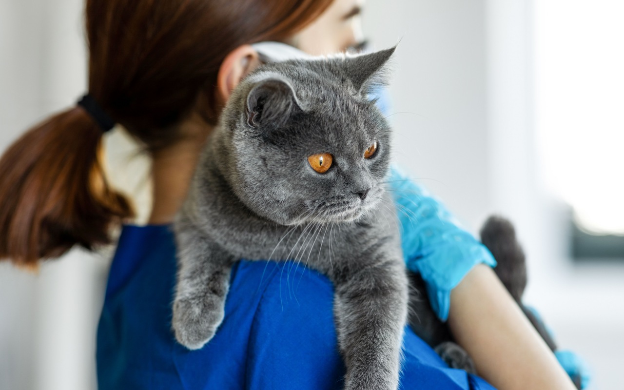 gatto dal veterinario