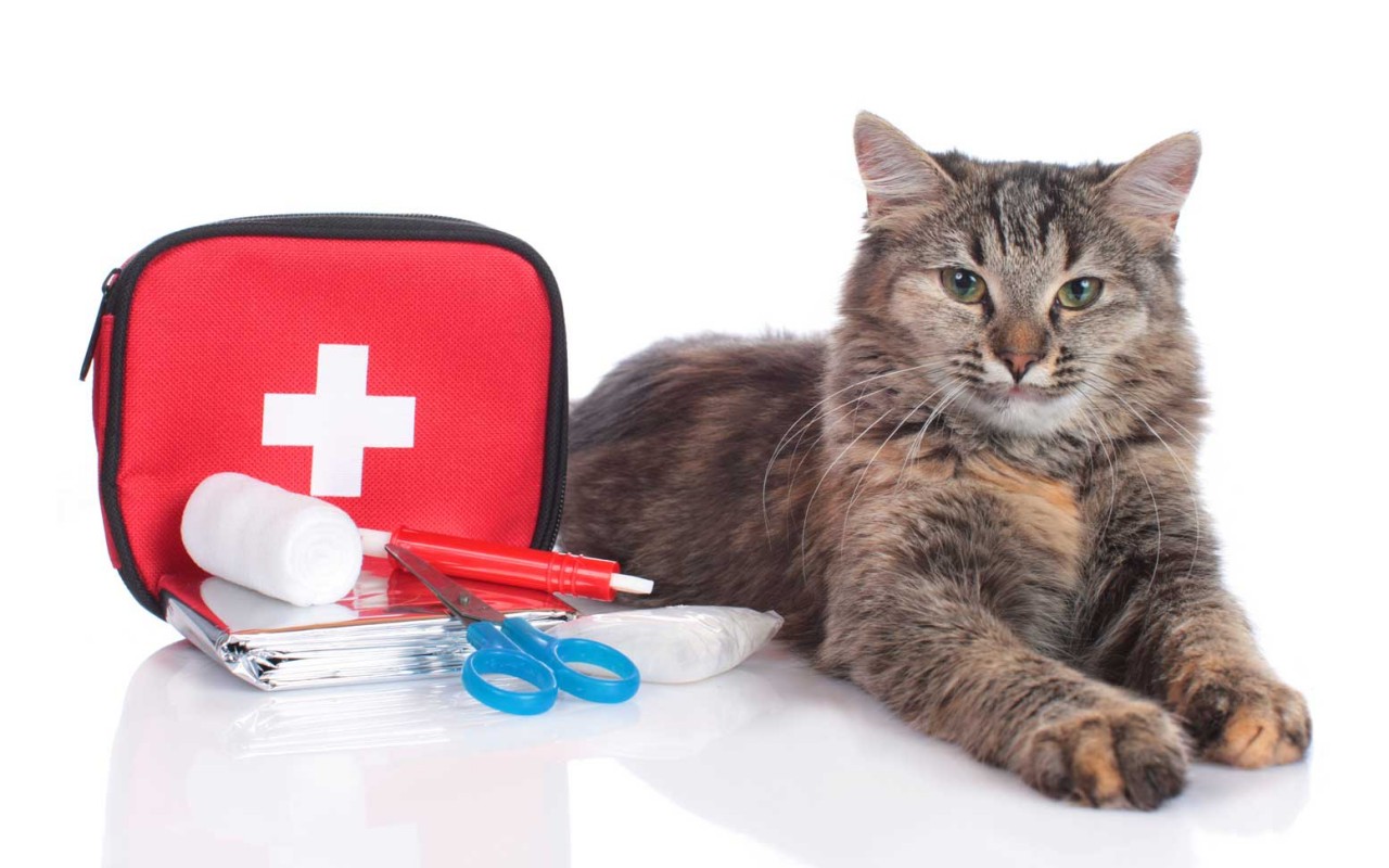 kit di pronto soccorso per i gatti