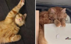 Una coppia chiede a degli utenti le foto delle posizioni preferite dal loro gatto quando dorme: è una raccolta meravigliosa