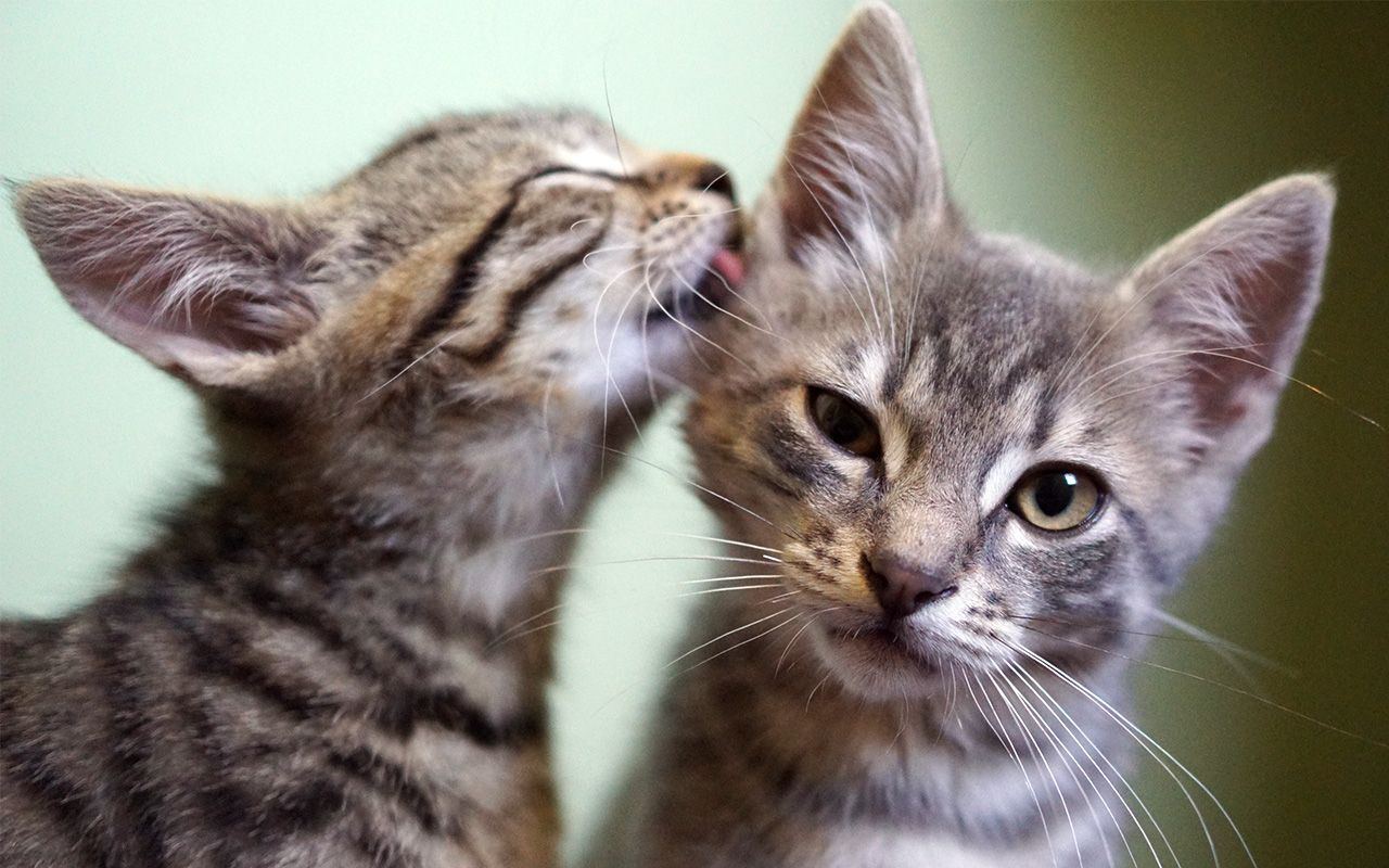 gattini che si fanno le coccole