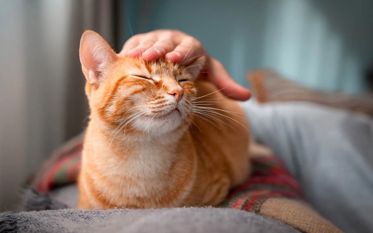 gatto arancione in casa