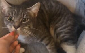 Il proprietario preoccupato per il comportamento del gatto fa una scoperta molto particolare (VIDEO)