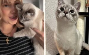 Una donna non riesce a capire il sesso del gatto e dal veterinario fa una scoperta scioccante (VIDEO)