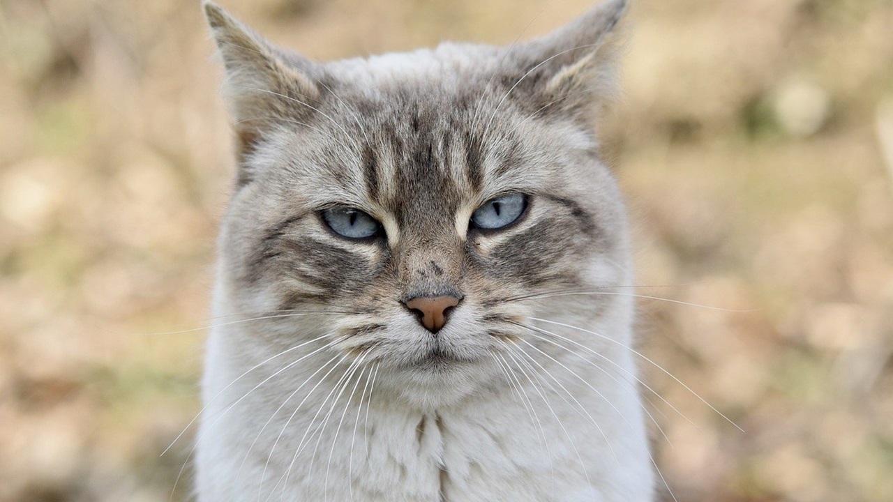 Gatto arrabbiato