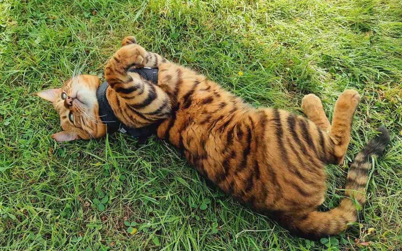 gatto che rotola sul prato