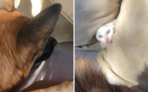 Il gattino trova un amico davvero speciale: un Pastore Tedesco che non smette di giocare con lui (VIDEO)