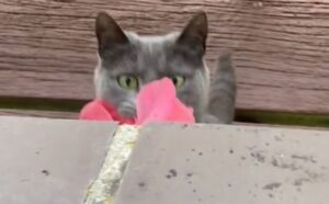 La donna comincia a trovare fiori in casa e nella sua camera da letto: non pensava che fosse stato il gatto (VIDEO)