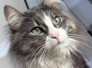 Undici, il gatto scomparso nel centro storico di Napoli, è tornato a casa dopo due mesi