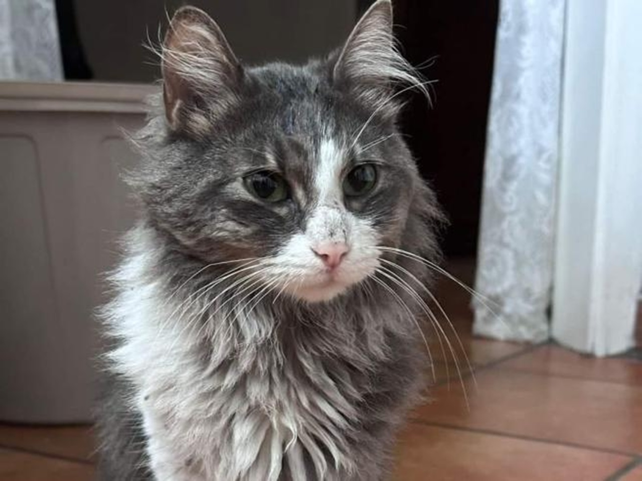 gatto scomparso nel centro storico di Napoli