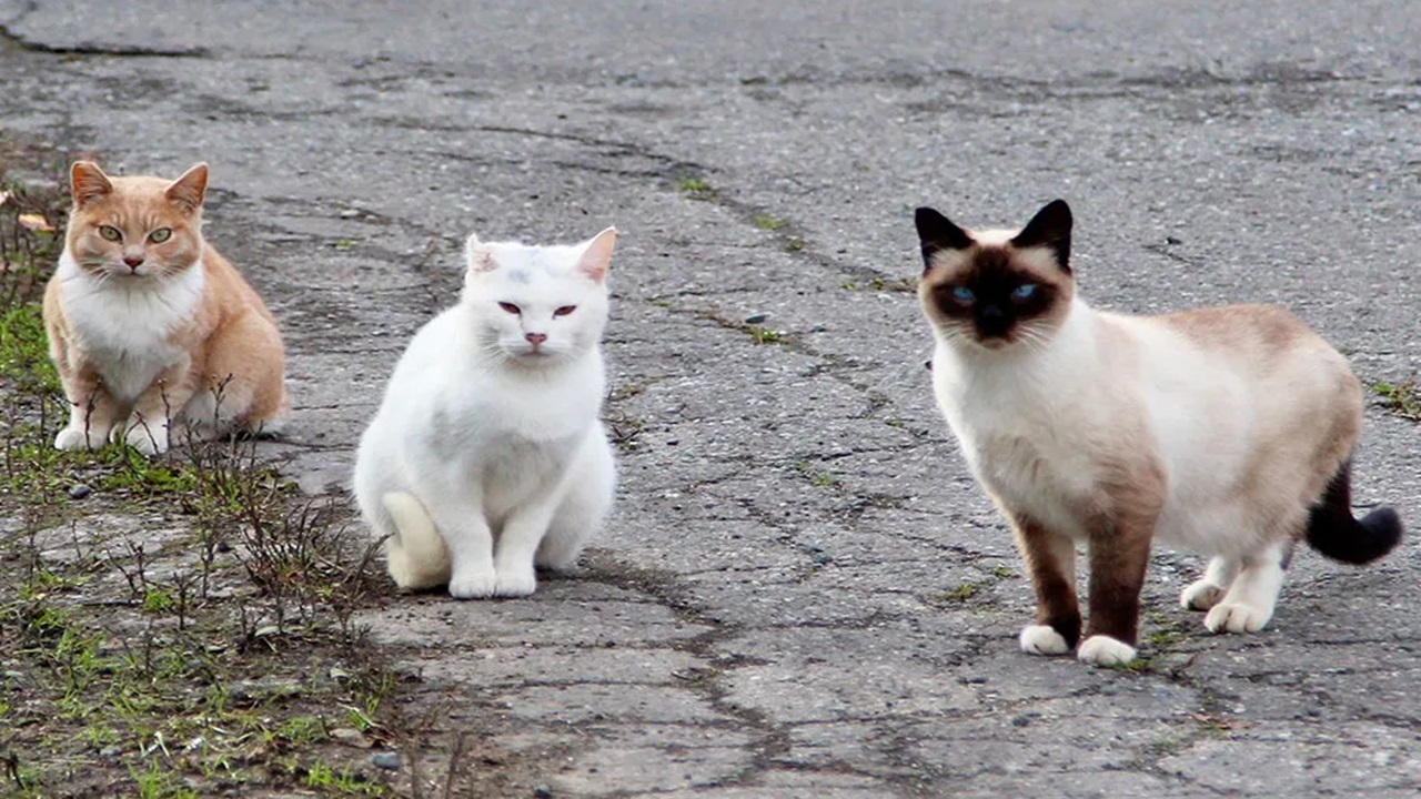 gattini che vivono in strada