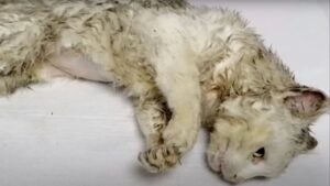 La gattina è stata vittima di una brutale aggressione: aveva persino smesso di respirare – Video