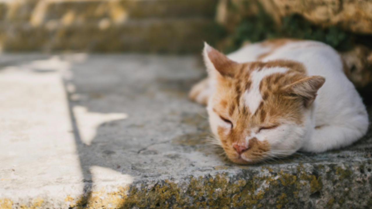 Gatto tranquillo