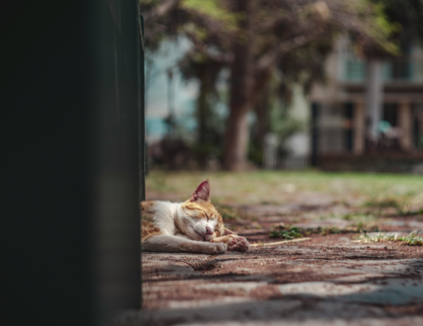 Gatto a terra