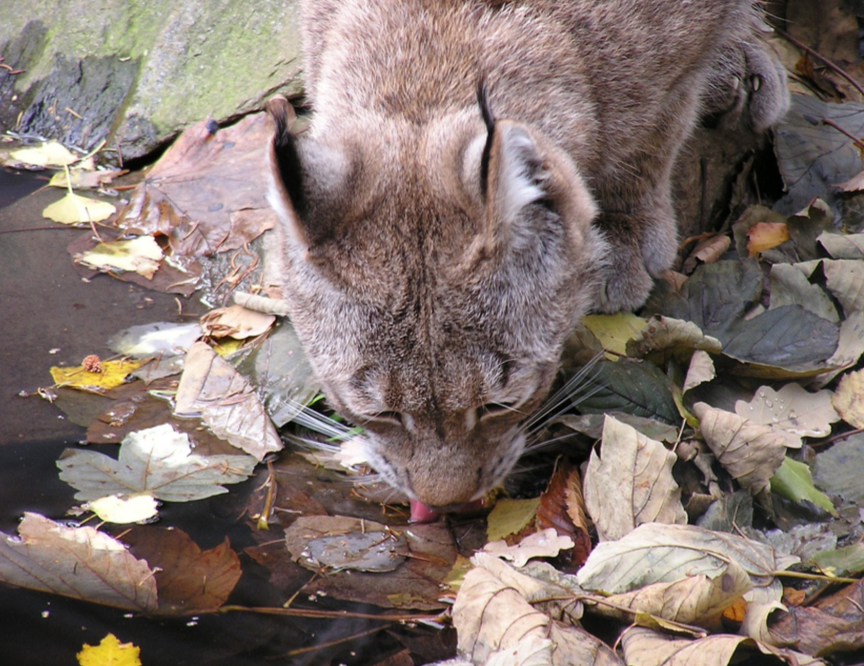 Gatto beve acqua