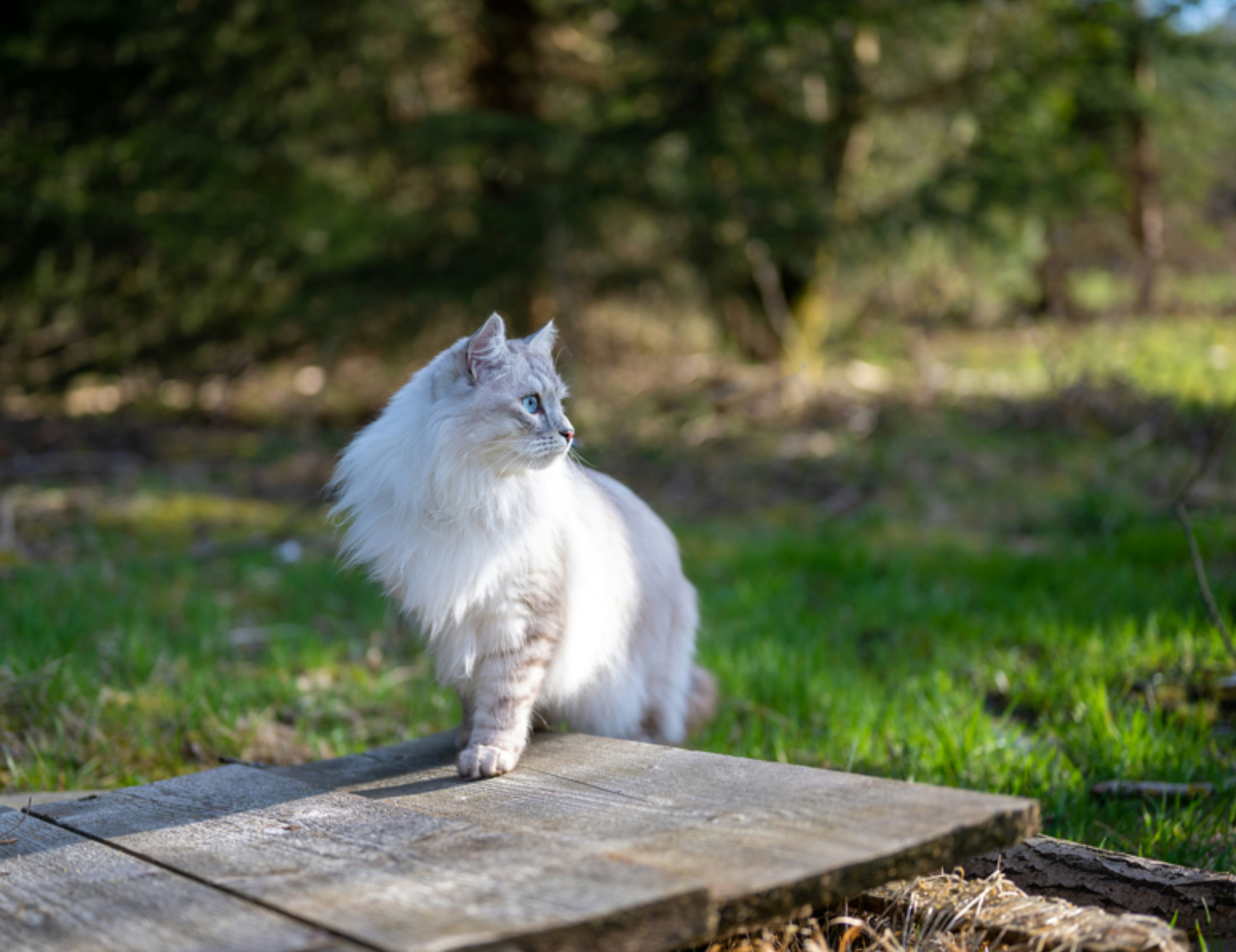 Gatto in piedi