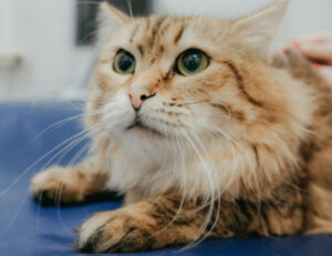 “Fate donare anche loro”: un appello italiano sottolinea quanto sia importante raccogliere il sangue per i gatti in difficoltà