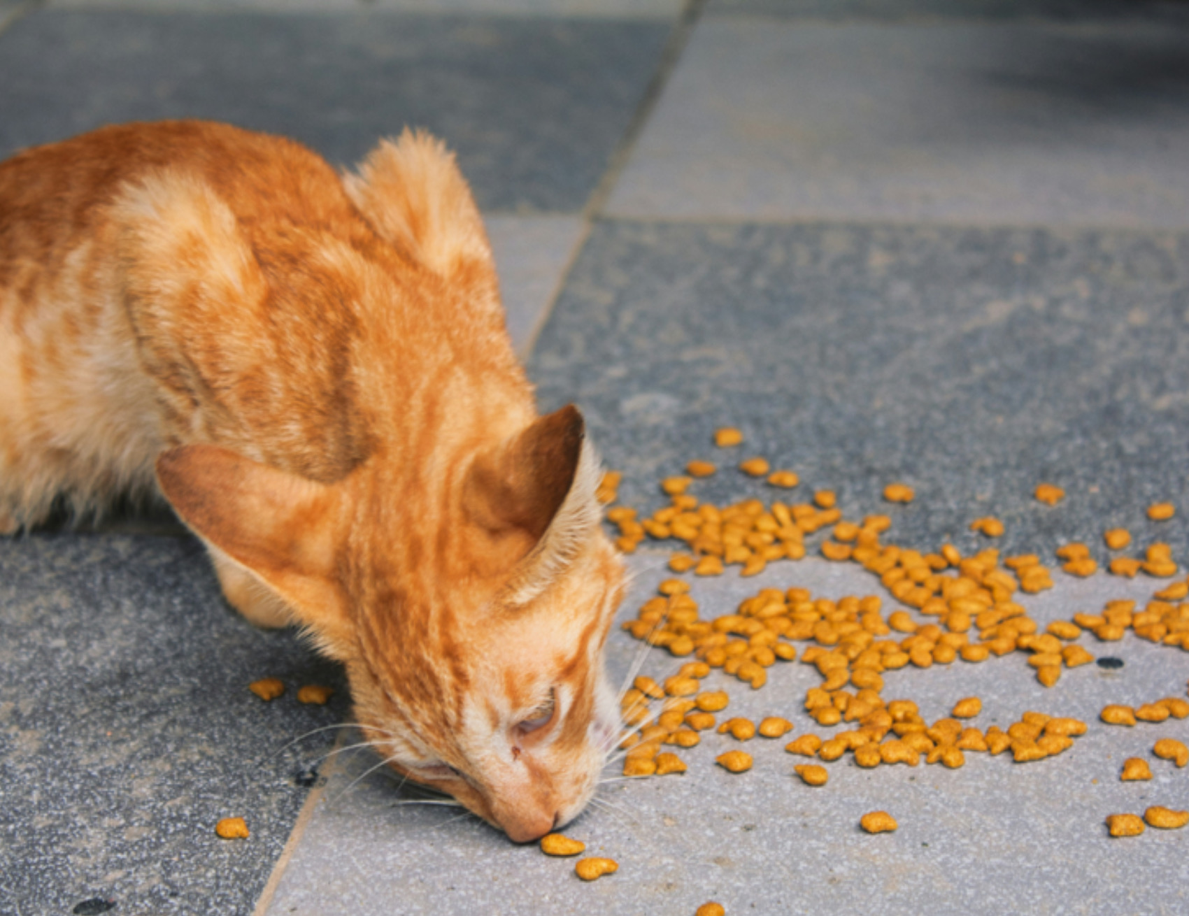 Gatto mangia