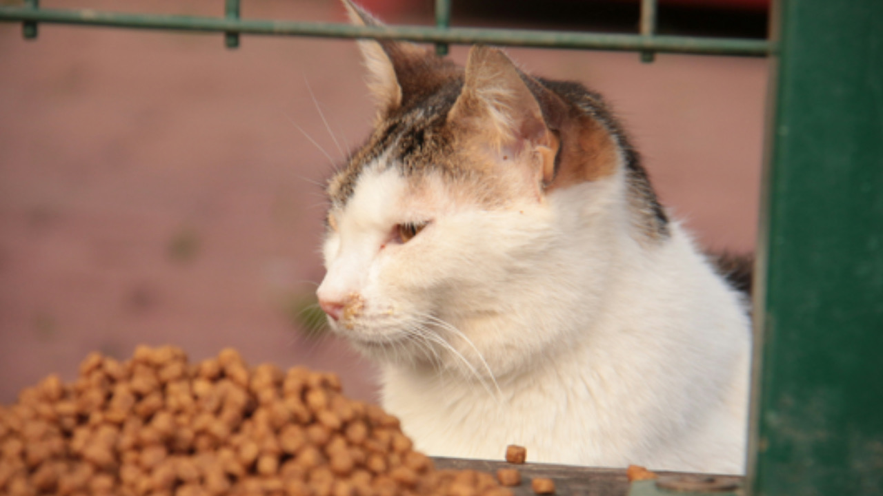 Gatto fissa il cibo