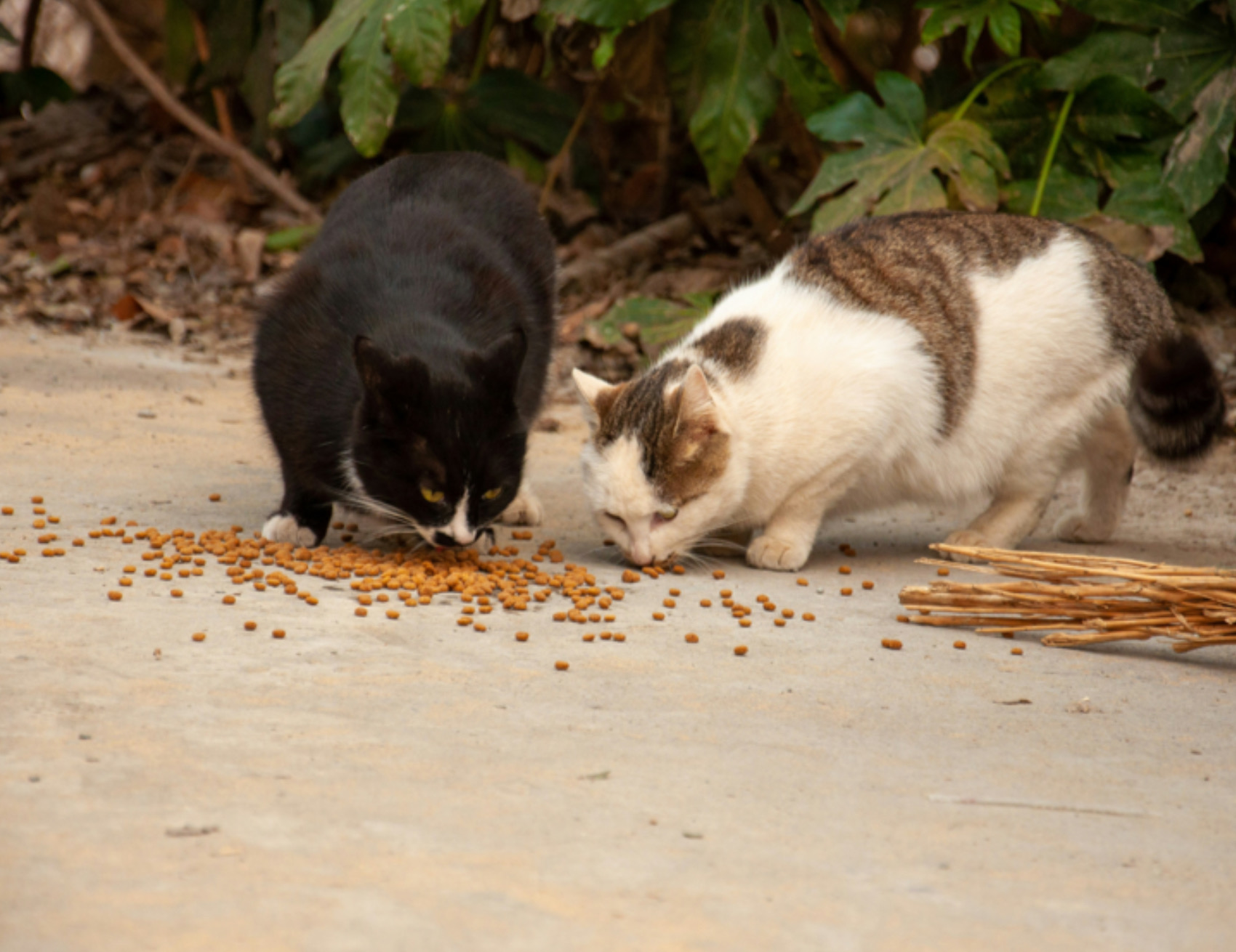 Due gatti mangiano