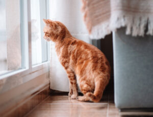 I gatti si affezionano alla casa più che al padrone: verità o mito da sfatare?