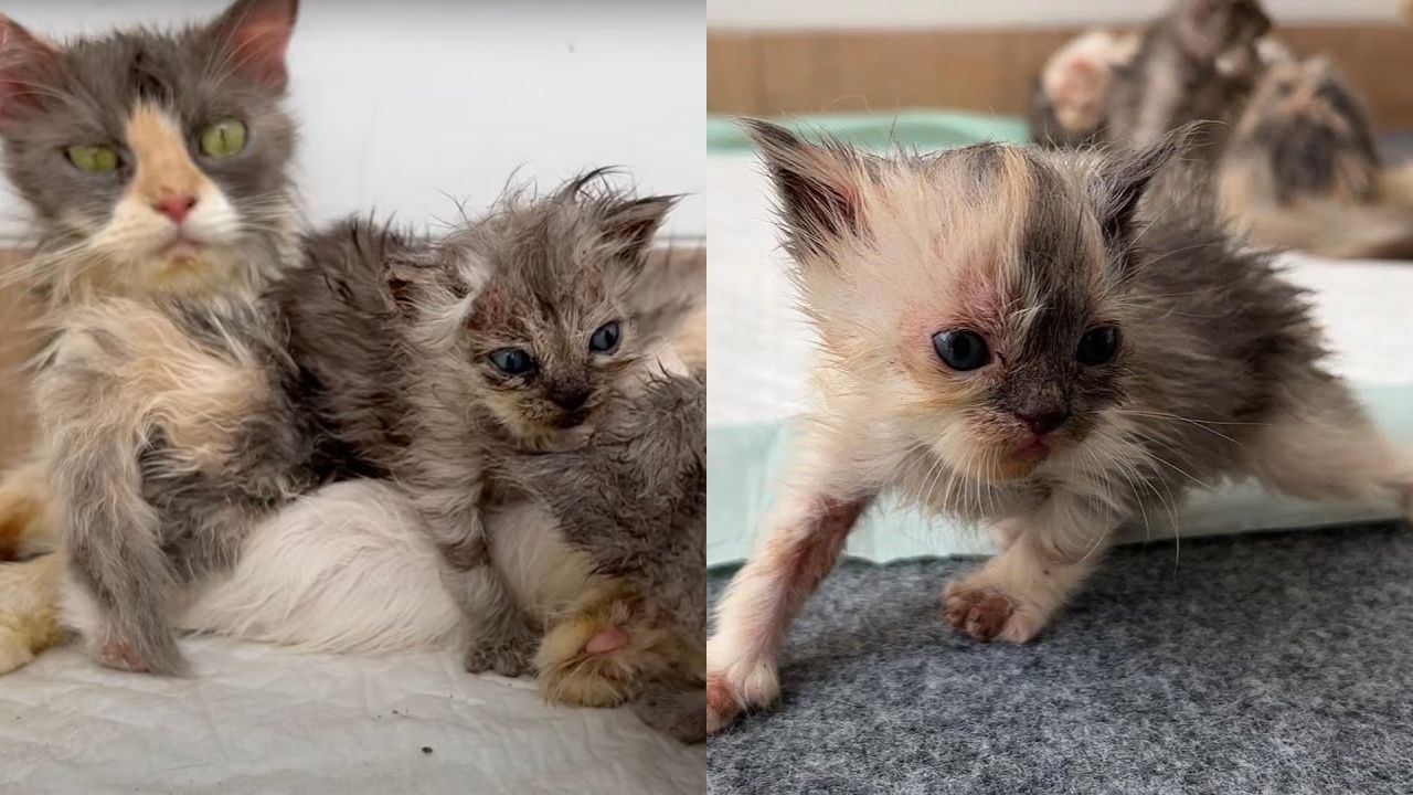 Cuccioli sopravvivono grazie a una mamma gatta