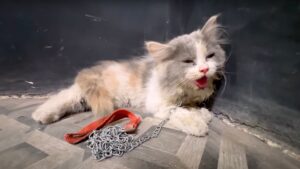 Il gattino piangente è entrato di corsa all’interno di un negozio: nascondeva una storia triste – Video