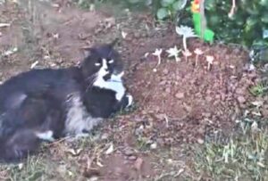 Il gatto che ha da poco perso il suo fratellino va ogni giorno a trovare la sua tomba