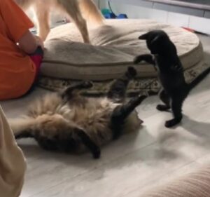 Il gatto dalle zampe giganti sceglie la “violenza” e decide di maltrattare tutti gli altri animali di casa