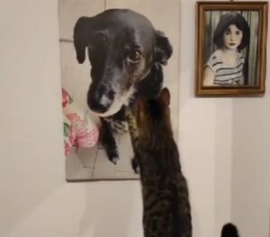 Il gatto guarda il quadro del cane volato sul Ponte e fa capire a tutti quanto gli manchi