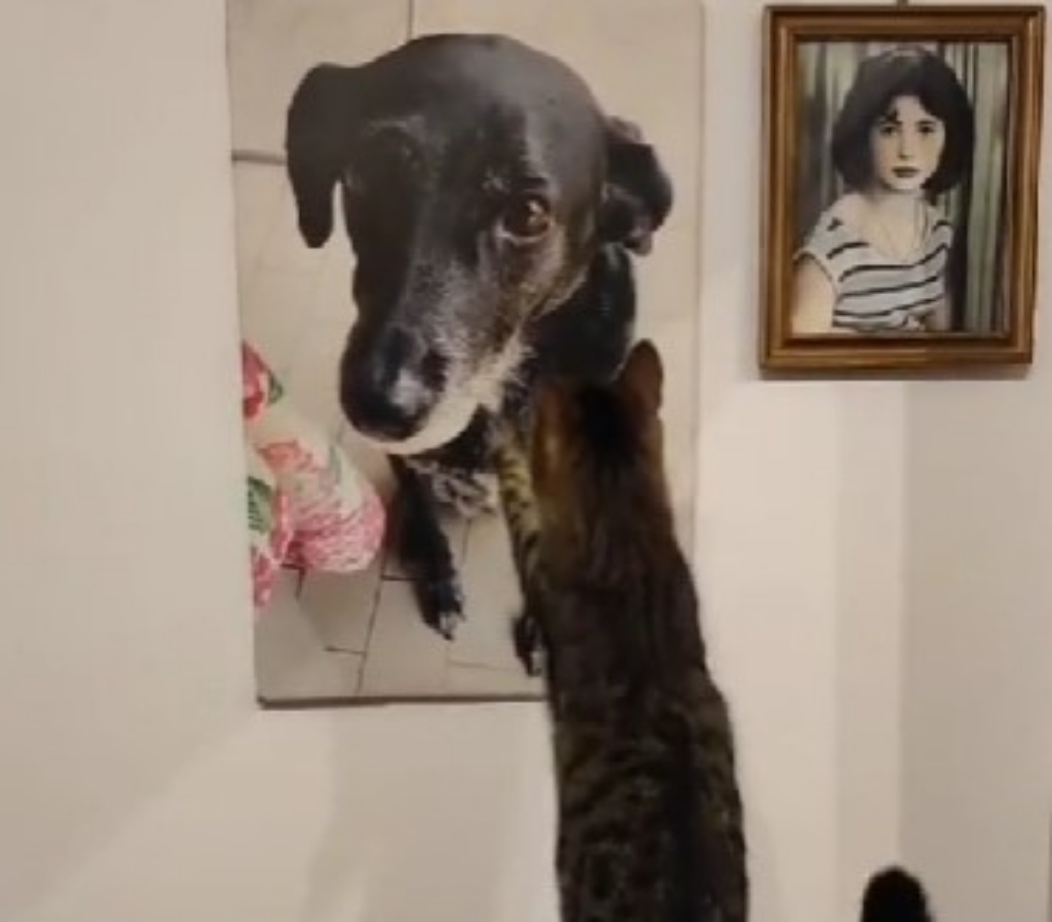 gatto accarezza quadro cane