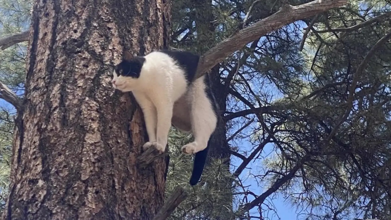 gatto sull'albero