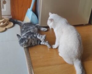 Il gatto polidattile “affronta” il fratello bianco: è una lotta tutta da vedere