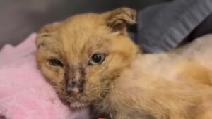 Il gatto randagio si avvicina al soccorritore con gli occhi pieni di lacrime, sperando di essere salvato – Video