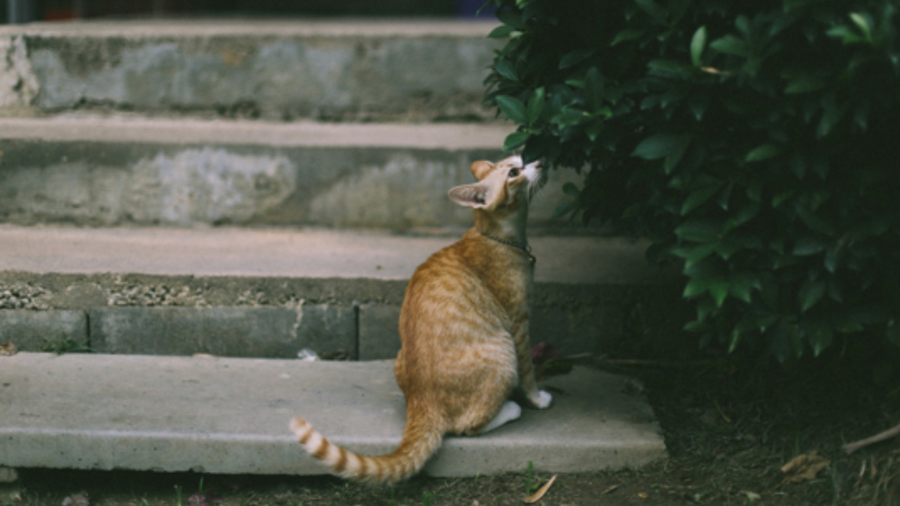 Gatto annusa l’albero