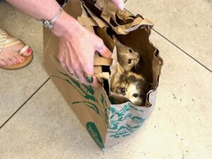 Il personale del rifugio apre un sacchetto di carta e trova due gattini adorabili e spaventati