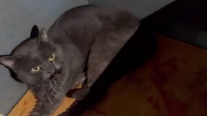 In lacrime, il povero gatto maltrattato ha chiesto aiuto pur non nascondendo la sua mancanza di fiducia – Video