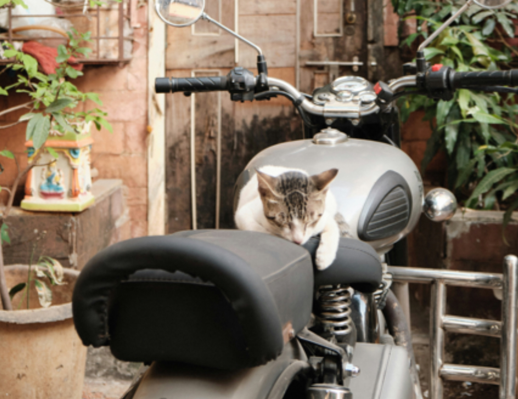 Gatto sulla moto