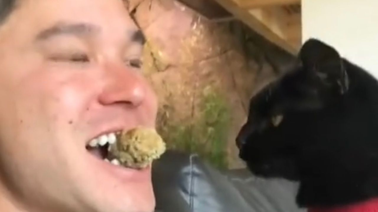 Ragazzo e gatto giocano con un tappo