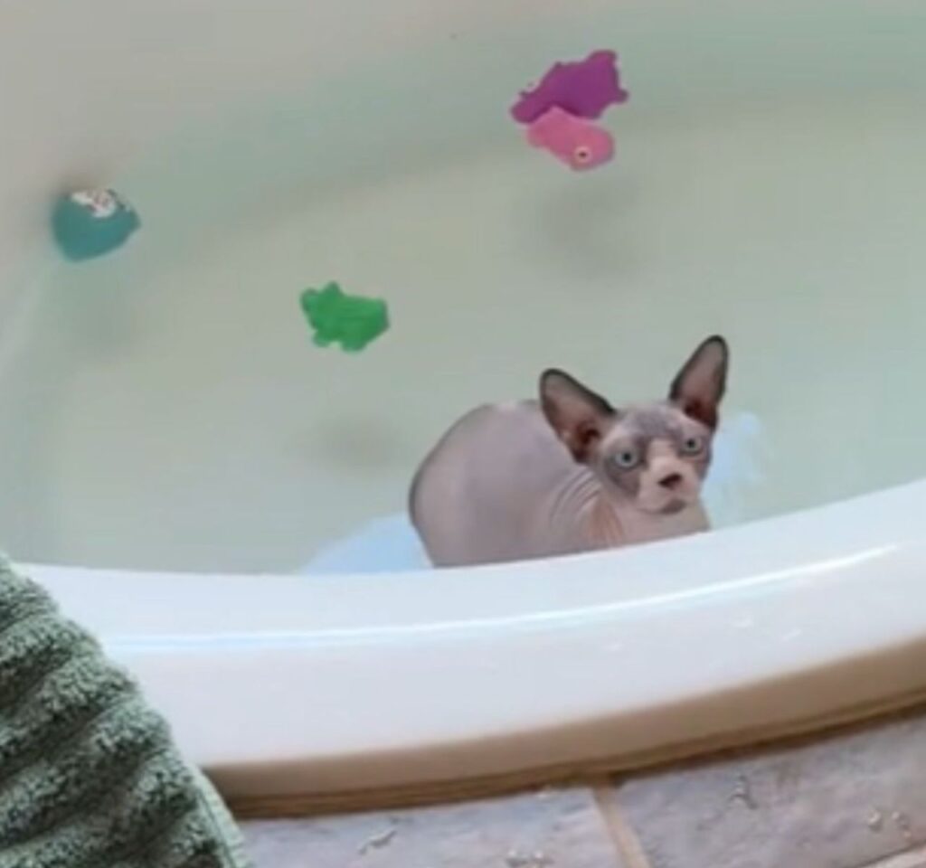 gatto fa il bagno