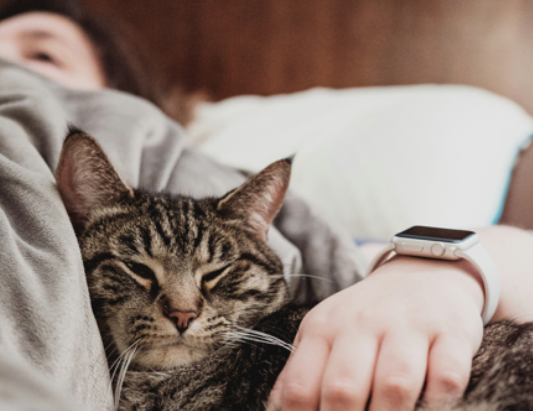 Gatto coccola la donna