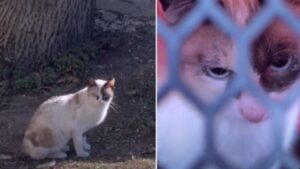 Il gatto viene trovato a vagare tra i rifiuti dopo essere stato abbandonato dai suoi proprietari