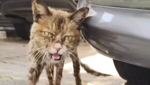 Quando lo hanno visto, questo gatto randagio era pelle e ossa: la sua trasformazione è stata incredibile – Video