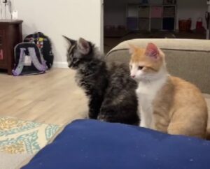 Questa coppia di gattini non fa mistero di quale sia il loro desiderio più proibito (e inafferrabile)